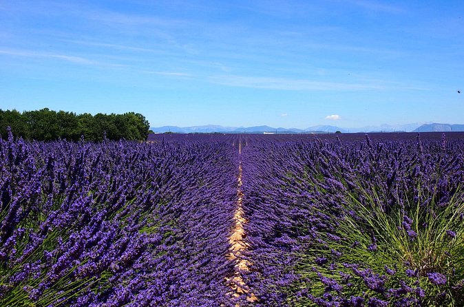 5-Hours Lavender Fields Tour in Valensole from Aix-en-Provence - Comfort and Timing: What You Really Need to Know