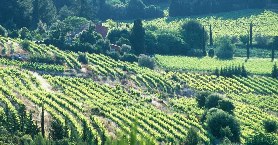 Aix-en-Provence: Half Day Wine Tour in Bandol and Cassis - Key points before you go
