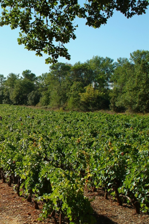 Aix-en-Provence: Half Day Wine Tour in Coteaux d'Aix - The van and the pace: small group comfort in the Provence heat