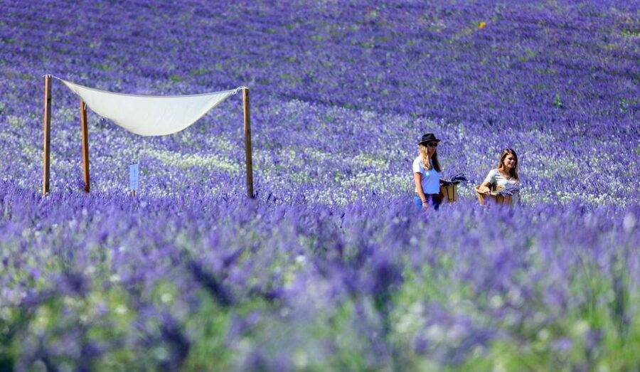 Aix-en-Provence: Lavender Fields Visit - Key highlights worth planning around