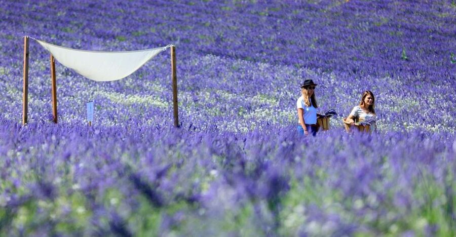 Aix-en-Provence: Lavender Fields Visit - Maison de Lavande Terre Ugo: where the visit starts