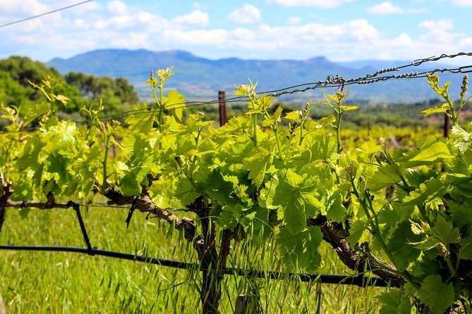 Aix-en-Provence - Mt Sainte Victoire wines in search of Cézanne - Key things to notice before you go
