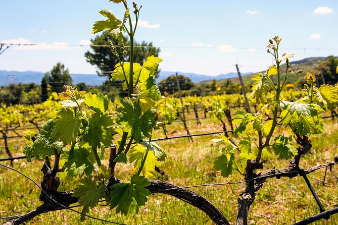 Aix-en-Provence - Mt Sainte Victoire wines in search of Cézanne - Value and price: why $475.83 may make sense for a private day