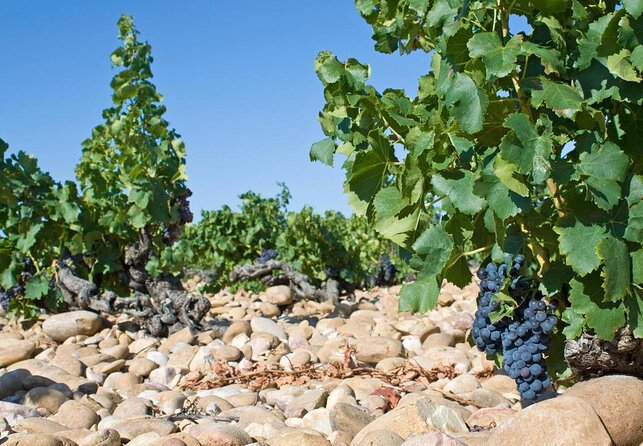 Avignon's history, local culture & the wines of Châteauneuf du Pape private tour - Key highlights you will feel on the ground