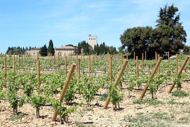 Avignon's history, local culture & the wines of Châteauneuf du Pape private tour - Château Fortia: learning production, then tasting with context