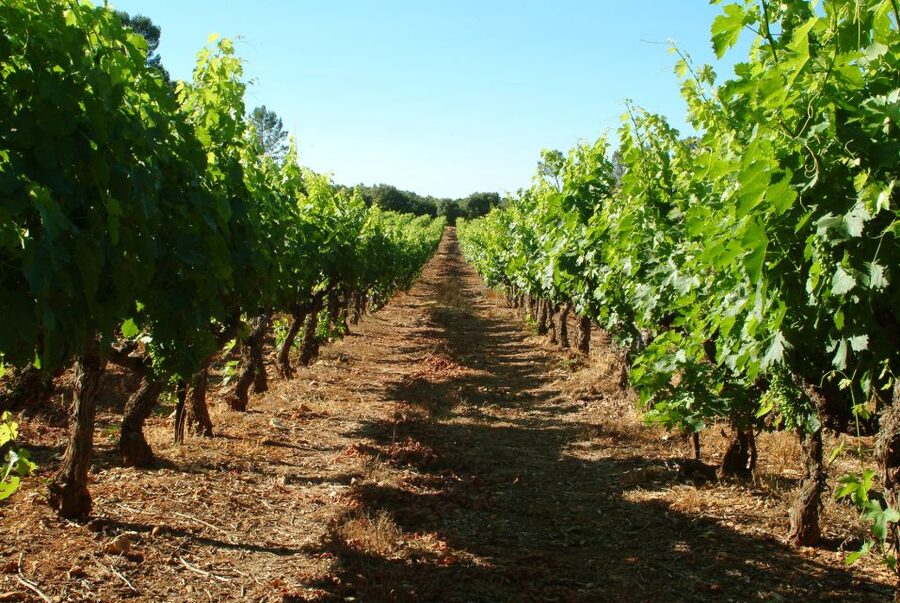 Bandol and Cassis: Full Day Wine Tour from Marseille - Key things I’d bet on before you book