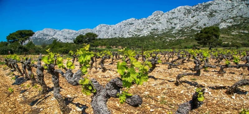 Coteaux d'Aix: Ste Victoire Wine Tour & Cezanne route - From Your Hotel to Vineyards Near Aix: The Start That Sets the Tone