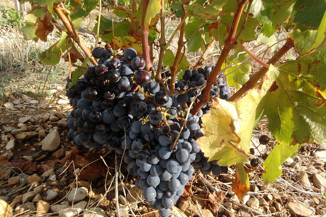 Cotes de Provence Wine Tour from Aix-en-Provence - Stop 2 at Domaine Terre de Mistral: Two-Winery Value Without Repetition
