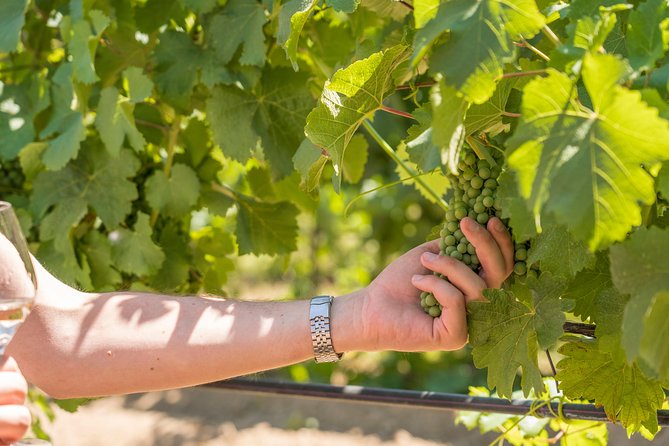Cotes de Provence Wine Tour from Aix-en-Provence - Price and Value: Is $119.77 Worth It?