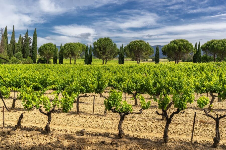 From Aix-en-Provence: Châteauneuf du Pape Wineries Day Trip - Key things that make this tour worth your time
