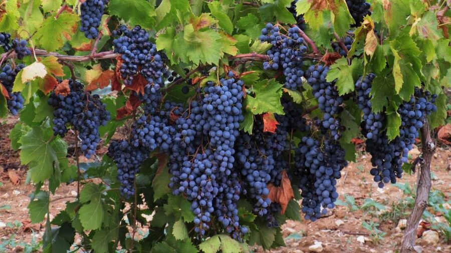From Aix-en-Provence: Half-day Wine Tour Cezanne Countryside - Price and Value: Why $116 Can Make Sense for This Format