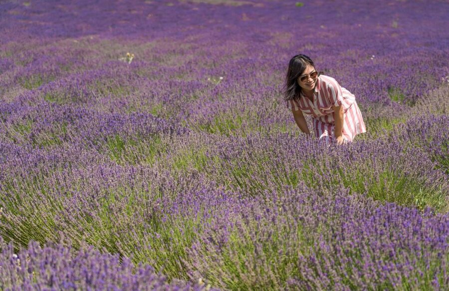From Aix-en-Provence: Lavender Half Day Tour - Visiting a Lavender Farm: How Distillation Becomes Real Products