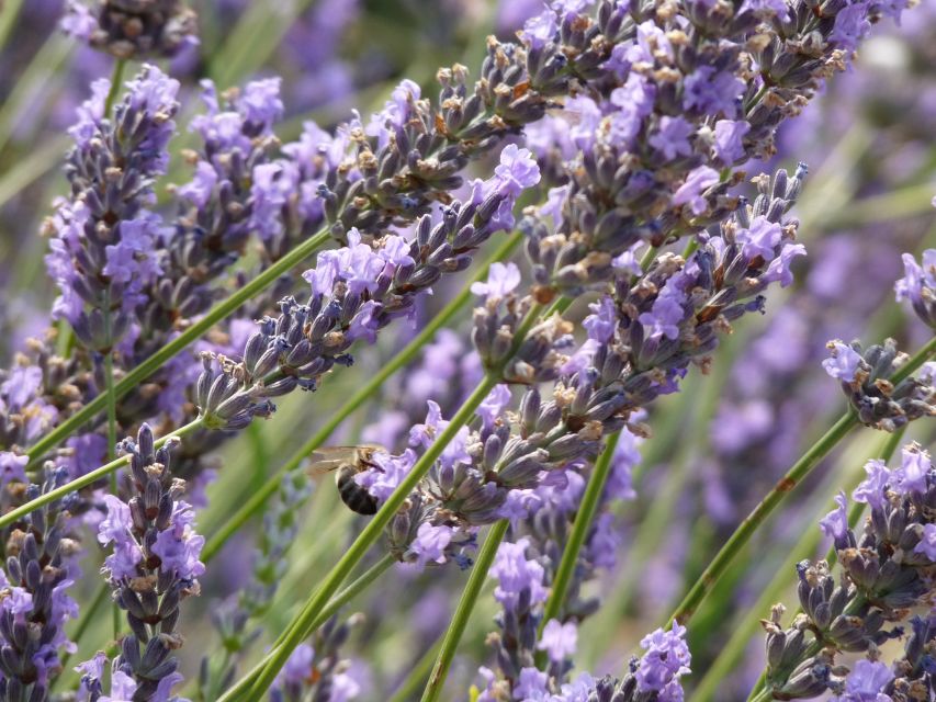 From Aix-en-Provence: Sault Lavender & Gordes Full-Day Tour - Should You Book This Sault Lavender & Gordes Tour?