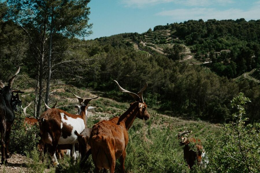 From Marseille: Aix en Provence Wine and Cheese Tour - Goat farm and cheese tasting: where the pairing becomes real