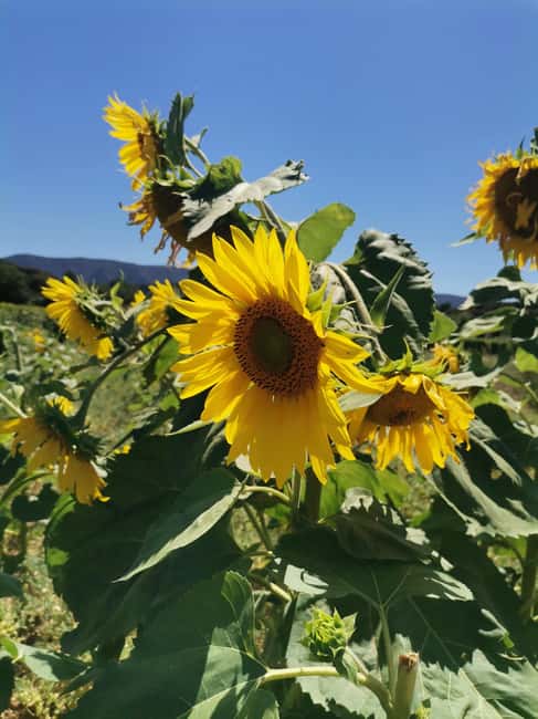 From Marseille: Customizable Private Day Tour of Provence - Aix-en-Provence and Sainte Victoire: Fountains, Cézanne, and Classic Drives