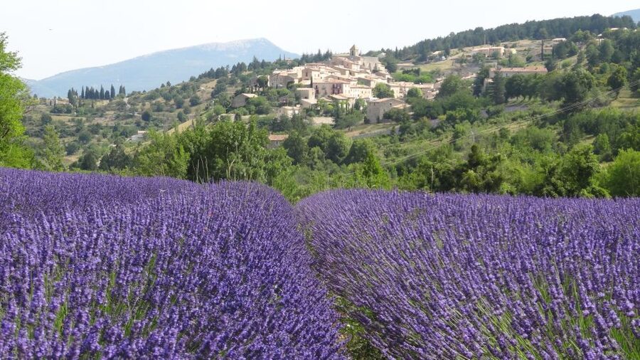 From Marseille: Lavender Full-Day Trip to Sault - Key things to watch for on this lavender day trip