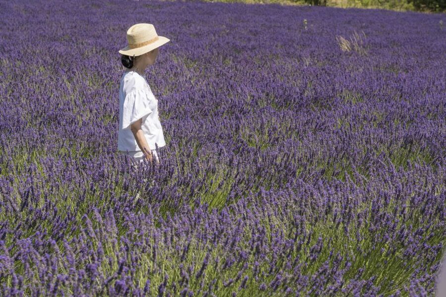 From Marseille: Lavender Full-Day Trip to Sault - Pays de Sault from Marseille: why this day trip works