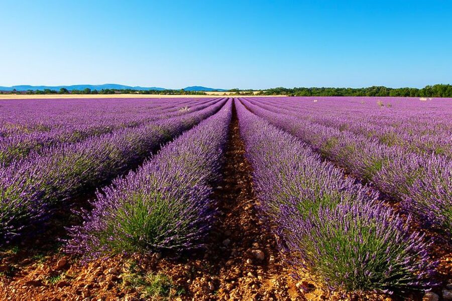 From Marseille: Valensole Lavender Full-Day tour - Key highlights you’ll actually feel on this day