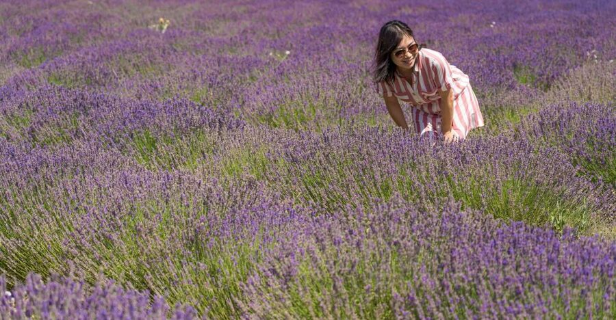 From Marseille: Valensole Lavender Full-Day tour - Why this Marseille-to-Provence route works so well
