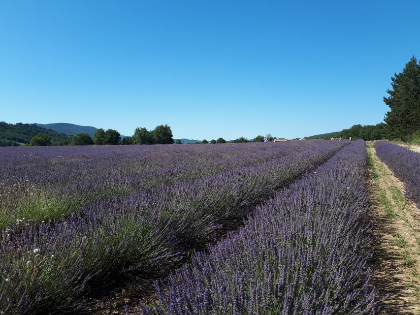 From Marseille: Valensole Lavenders Tour from Cruise Port - Lavender fields on a cruise day: why Valensole works