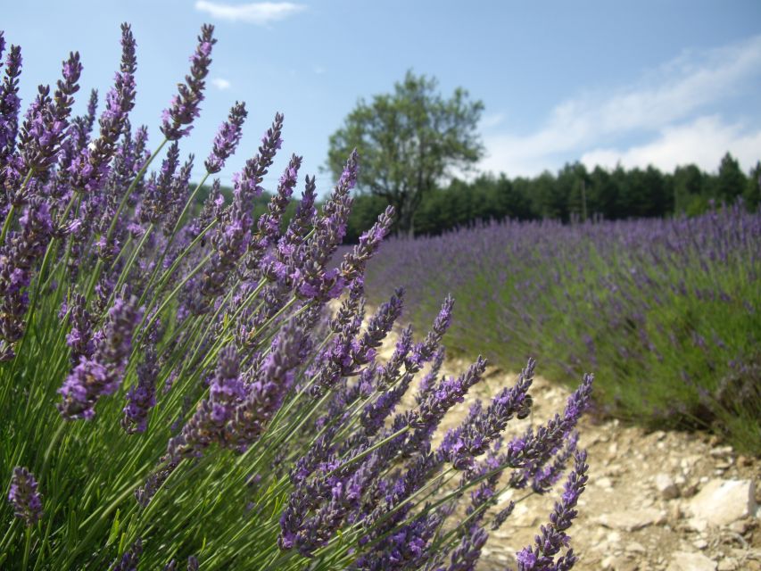 From Marseille: Valensole Lavenders Tour from Cruise Port - The ride out: what you’ll learn before you even reach the fields