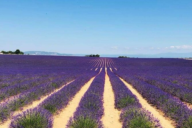 Full-day Private Tour Gorges du Verdon (LAVENDER JUNE 15/JULY 15) - Sainte-Croix-du-Verdon panoramic lavender plateau stop
