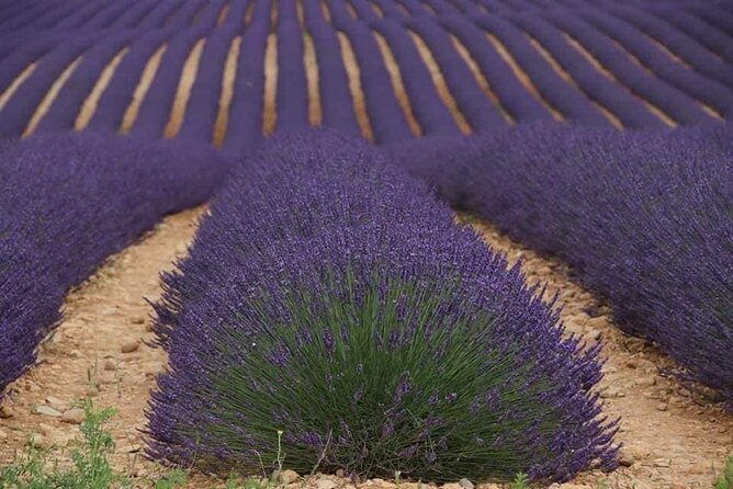 Full-day Private Tour Gorges du Verdon (LAVENDER JUNE 15/JULY 15) - Price and what you’re really paying for ($1,361 per group up to 8)