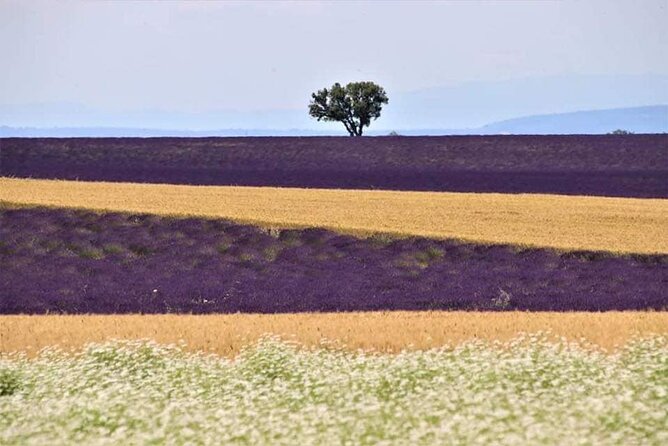 Full-day Private Tour Gorges du Verdon (LAVENDER JUNE 15/JULY 15) - Who should book this private day from Aix-en-Provence?