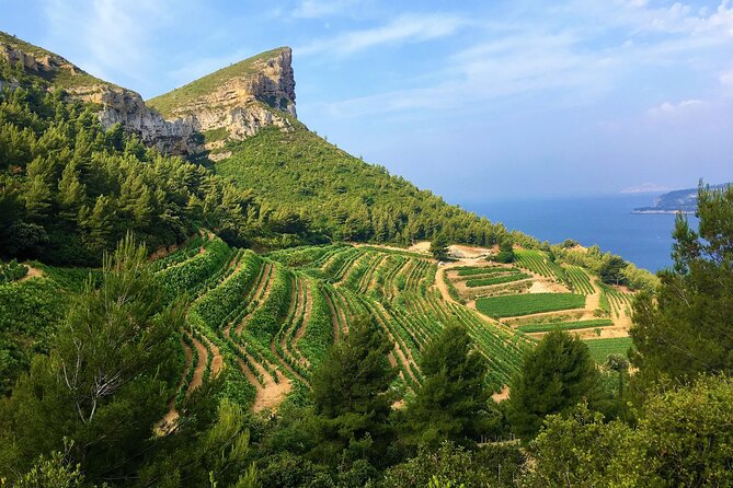 Full-day Wine Tour around Bandol & Cassis from Marseille - Why Bandol and Cassis pair so well for wine lovers