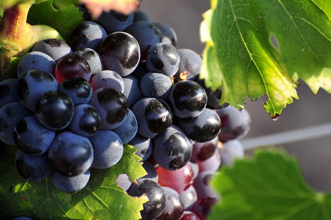 Full day Wine Tour around Luberon from Aix en Provence - The wine lineup: how to taste like you planned it