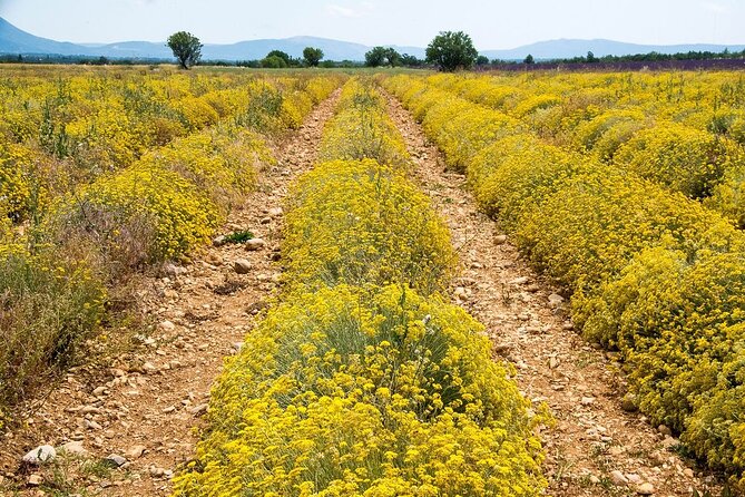 Gorges du Verdon : Lavenders, Canyon Boat Picnic & Villages - Should you book this Verdon and lavender day trip?