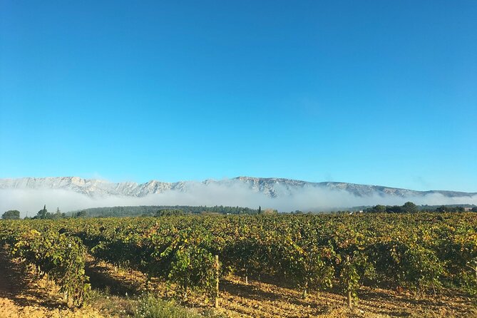 Half Day in the Country : Wine Tasting, Picnic & Pétanque - Stop 3: Puyloubier hilltop village, pétanque with bites, and more wine