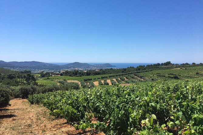 Half day Wine Tour in Bandol & Cassis from Aix en Provence - Price and Value: Is $126.16 a Good Deal?