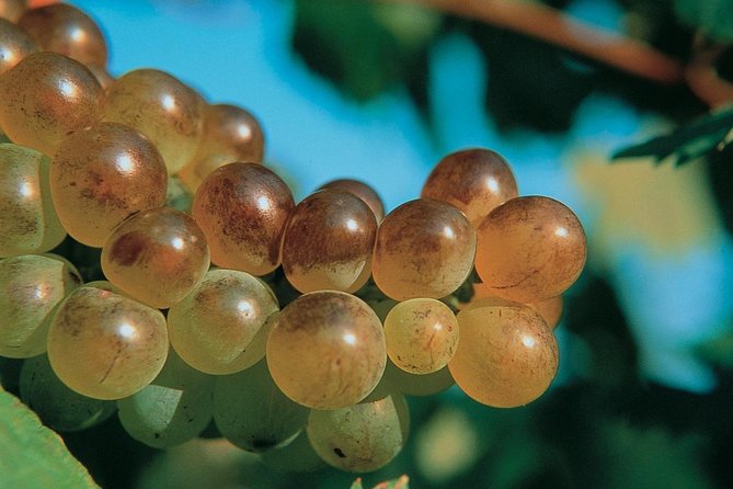 Half day Wine Tour in Bandol & Cassis from Aix en Provence - Practical Tips Before You Go