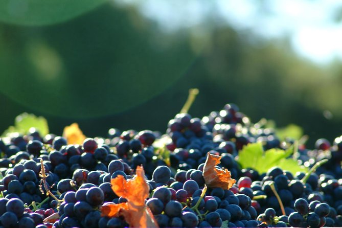 Half day Wine Tour in Côtes de Provence Sainte-Victoire from Aix en Provence - The drive, the group size, and why it matters more than you’d think