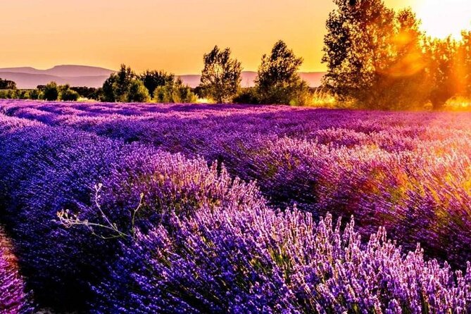 Lavender Fields Full Day Private Tour From Marseille - Valensole Plateau lavender fields and lavender honey time