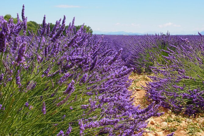 Lavender Fields Tour in Valensole from Marseille - A chauffeured lavender day that actually feels manageable from Marseille