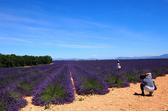 Lavender Fields Tour in Valensole from Marseille - Plateau de Valensole: the field-photo part done with care