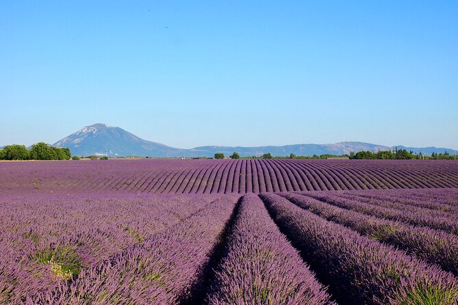 Lavender Fields Tour in Valensole from Marseille - The chauffeur-guide matters more than you think