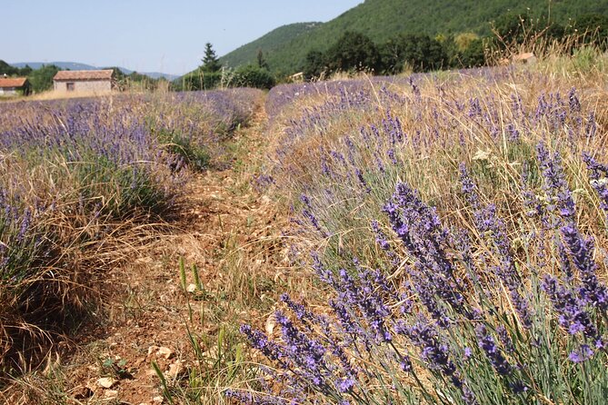 Lavender Full-day Tour in Sault From AIX-EN-PROVENCE - The ride through the Luberon and why it matters
