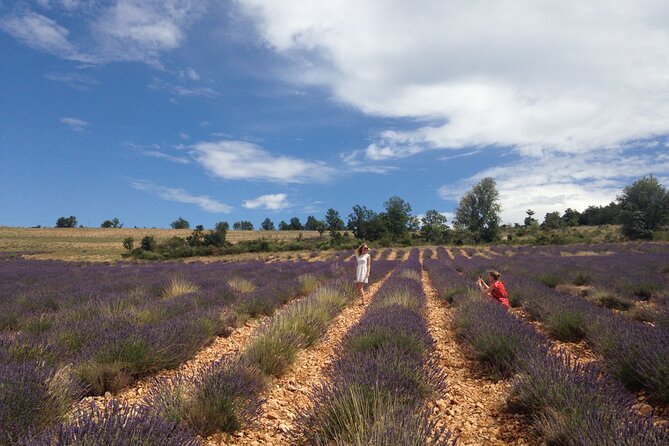 Lavender Full-day Tour in Sault From AIX-EN-PROVENCE - Lavender timing: the bloom question you should ask before you go