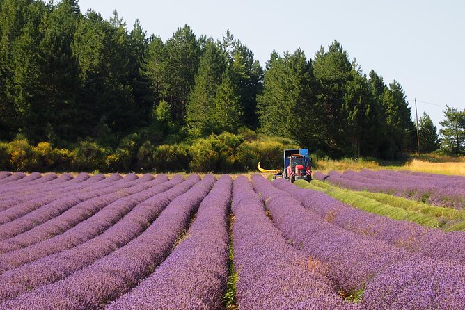 Lavender Full-day Tour in Sault From AIX-EN-PROVENCE - What else you might see beyond Sault