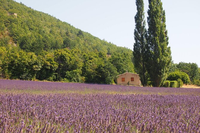 Lavender Full-day Tour in Sault From AIX-EN-PROVENCE - Weather, cancellation, and how to decide if you are flexible