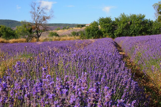 Lavender Full-day Tour in Sault From AIX-EN-PROVENCE - Getting from Aix-en-Provence without stress