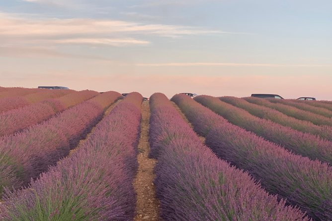 Lavender in Bloom : Unforgettable Provençal Stroll - Valensole village stroll and the small lavender museum