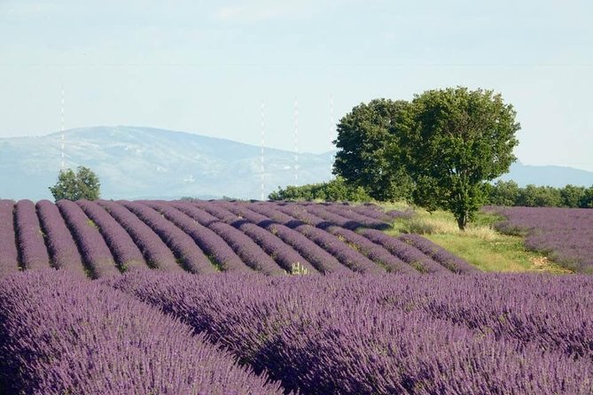 Lavender in Bloom : Unforgettable Provençal Stroll - Who should book Lavender in Bloom