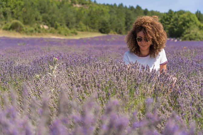 Lavender Small-Group Tour In Valensole from Marseille - The Valensole Plateau Stops: Photo Time Plus the Lavender How-To