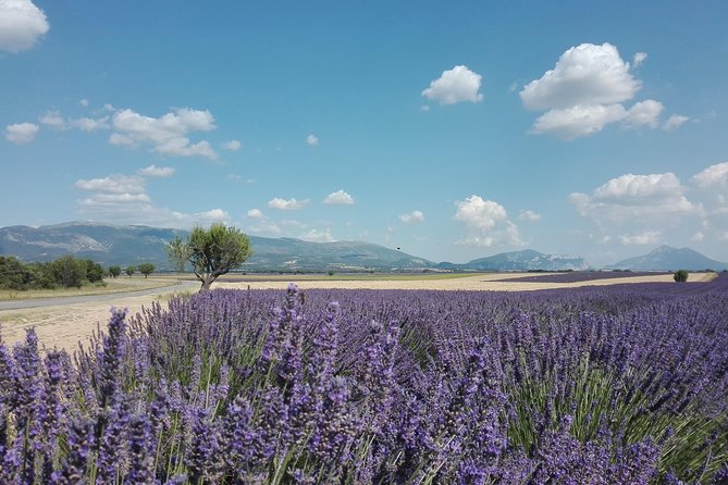 Lavender Small-Group Tour In Valensole from Marseille - Small Group Size (Max 8) and the Air-Conditioned Van: Comfort That Actually Helps