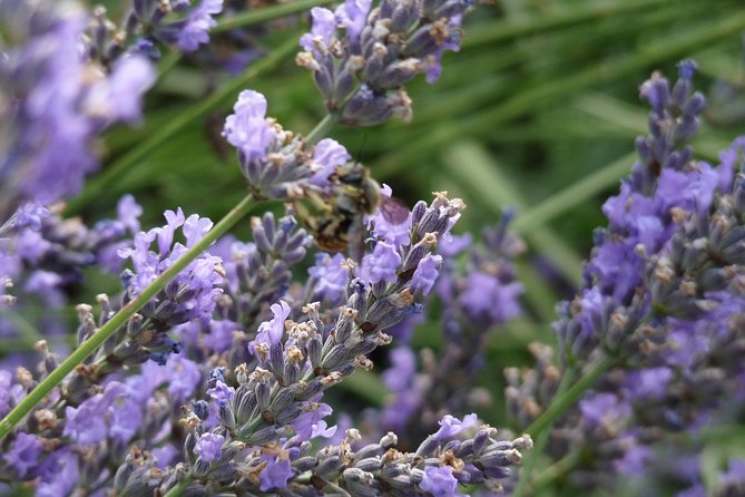 Lavender Small-Group Tour In Valensole from Marseille - Price and Value: What $191.88 Buys You (and What It Doesn’t)