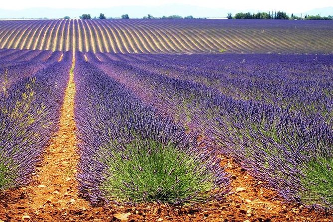 Lavender Small-Group Tour In Valensole from Marseille - Should You Book This Tour or Not?